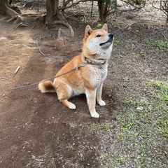 急ぎ募集です