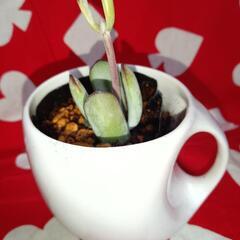 多肉植物　コチレドン　&　コーヒーカップ植木鉢