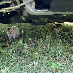 8ヶ月の子猫さんの里親募集