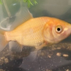 金魚すくいで取った金魚🐠体長7、8センチくらい　多分♀