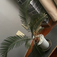 （取引き中）植物①