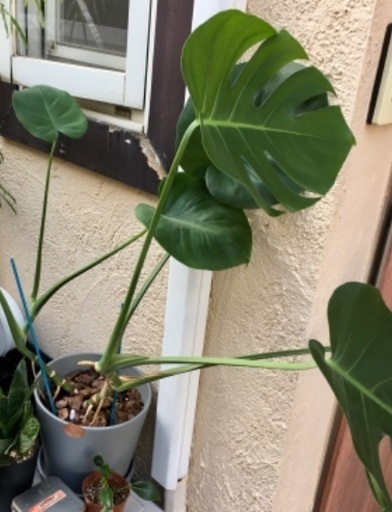 モンステラ　観葉植物