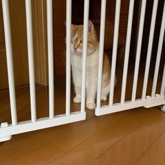 猫用逃走防止柵　のぼれんニャン