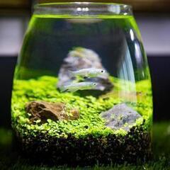 4月12日（金）　ボトルテラリウム教室　水草　植物 アクアリウム 苔の画像