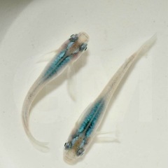 【成魚出品】深海 マリンブルー 成魚 1ペア  →新潟 GMめだ...