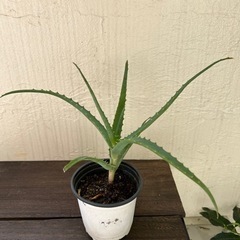 植物 キダチアロエ プラ鉢ごと