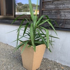 ユッカエレファンティフェス　植物　ガーデニング　植物のみ0円　鉢...