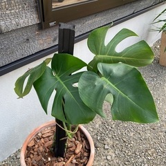 モンステラ　植物　ガーデニング　植物のみ0円　鉢ごと(支柱付き)...