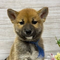 小さめの柴犬兄弟　オーナー様募集中！