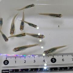 【メダカ】青蝶メダカ 成魚 5匹