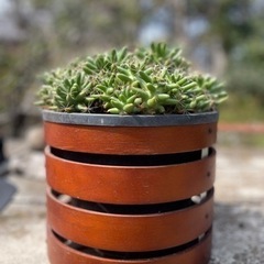 mammillaria langimamme 大株