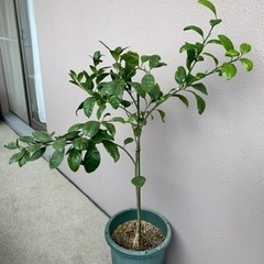 青島温州みかんの木　ミカンの木　植木鉢付き