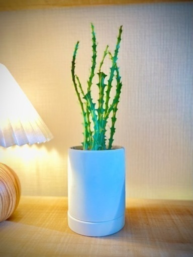 珍種！変わった見た目の塊根植物ユーフォルビアクンチー！オシャレ観葉植物