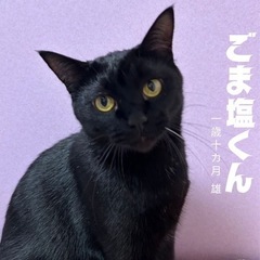 譲渡会に参加します。可愛い大人猫さんです。 − 京都府