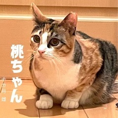 譲渡会に参加します。みんな可愛い大人猫さんです。 − 京都府
