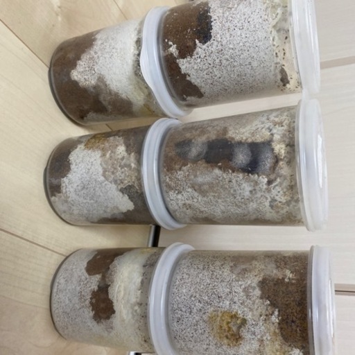 スマトラオオヒラタクワガタ幼虫6匹