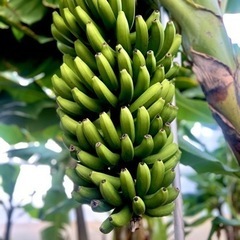 農薬、化学肥料不使用の国産バナナ　1本丸ごと1房