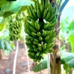 農薬、化学肥料不使用の国産バナナ　1本丸ごと1房