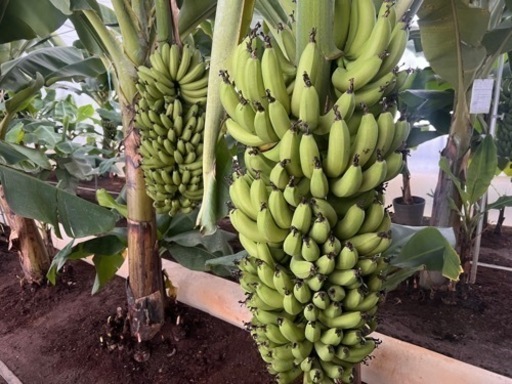 農薬、化学肥料不使用の国産バナナ 1本丸ごと1房