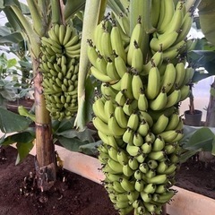 農薬、化学肥料不使用の国産バナナ　1本丸ごと1房