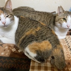 3匹の猫 − 鹿児島県