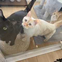【受付終了】超絶人懐こい猫です。白黒、兄弟(去勢、ワクチン済み) − 千葉県