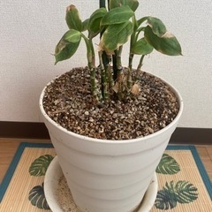 観葉植物