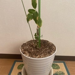 観葉植物