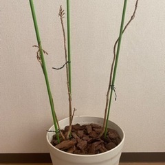 観葉植物