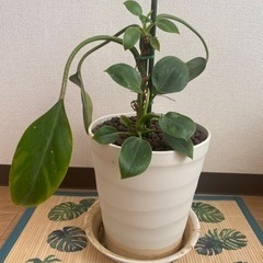 観葉植物