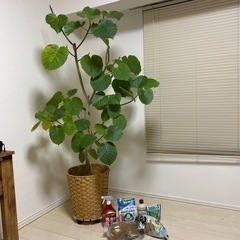 観葉植物 大 フィカス 180cm 虫対策グッズ付き