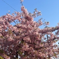 🌸桜観に行きましょう🌸　in蹴上インクライン