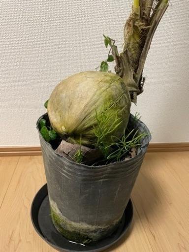 生活雑貨 家庭用品 ガーデニング 生活雑貨 家庭用品 ガーデニング 生活雑貨 ガーデニング」の人気商品
