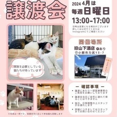 【9ヶ月】綺麗な黒猫　譲渡会又は個別面会でご縁待ち　トライアル期間有ります💗 - 猫