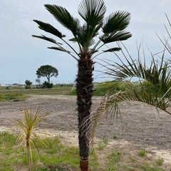 トウジュロ　トウシュロ　シュロ　