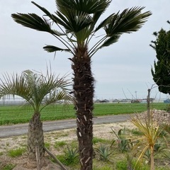 トウジュロ　トウシュロ　シュロ　-ベット&マットレスセット 値下げしました！