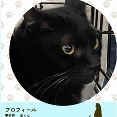 キレイな黒艶猫ちゃん🐈‍⬛譲渡会、個人面会でこの子に会って見て下さい💗