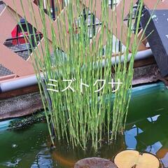 水生植物。ミズトクサ、ナガバオモダカ。