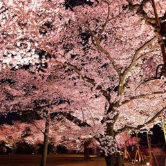 🌸夜桜🌖🍡🍺 