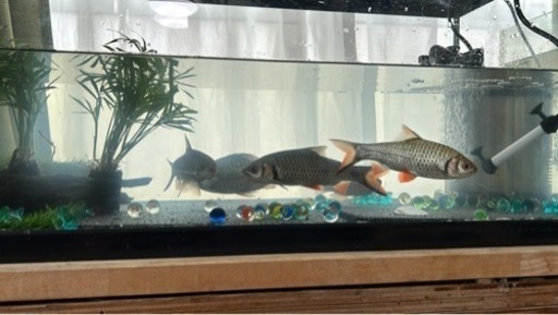 5匹の魚と60cm規格水槽とポンプ、フィルター、ヒーター2、エサセット