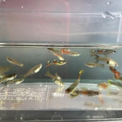 お取引決まりました。🌺ミックスグッピー10匹🐟