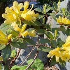 黄色の石楠花