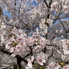 どなたか〜