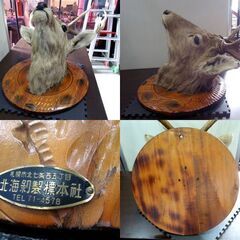 インパラ　剥製　ハンティングトロフィー 鹿の剥製 ハンティングトロフィー