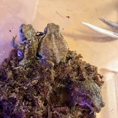 ミヤコヒキガエル