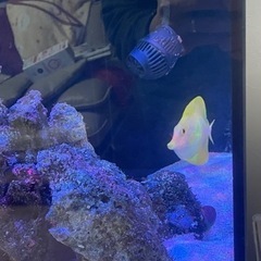 激レア　キイロハギ　海水魚　ハワイ産　