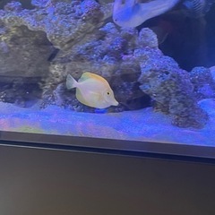 激レア　キイロハギ　海水魚　ハワイ産　