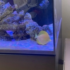 激レア キイロハギ 海水魚 ハワイ産