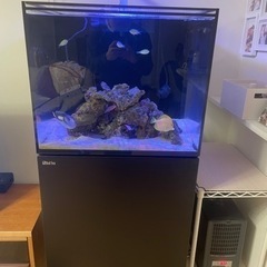 激レア　キイロハギ　海水魚　ハワイ産　