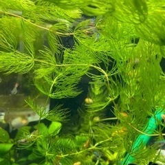 🌱マツモ　水草　🌿